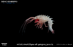  ( - HG_502)  @11 [ ] CreativeCommons - Attribution Share-Alike (2025) Unspecified Senckenberg am Meer Wilhelmshaven, Department German Centre for Marine Biodiversity Research
