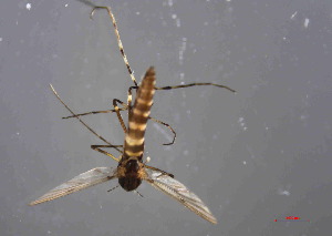  ( - Chironomidae Stictochironomus S3)  @11 [ ] Copyright (2025) Qi lei Xinyang Agriculture and Forestry University