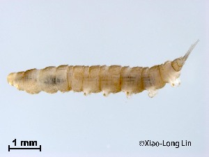  ( - HHLY100)  @11 [ ] CreativeCommons-Attribution Non-Commercial Share-Alike (2020) Xiaolong Lin Nankai University, College of Life Sciences