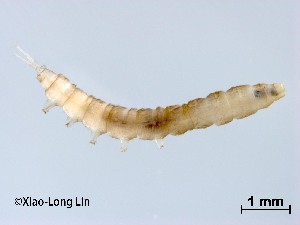  ( - HHLY101)  @11 [ ] CreativeCommons-Attribution Non-Commercial Share-Alike (2020) Xiaolong Lin Nankai University, College of Life Sciences