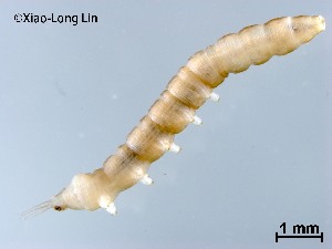  ( - HHLY106)  @11 [ ] CreativeCommons-Attribution Non-Commercial Share-Alike (2020) Xiaolong Lin Nankai University, College of Life Sciences