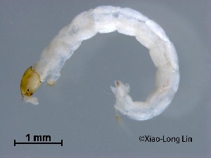  (Procladius sp. 6XL - HHLY152)  @11 [ ] CreativeCommons-Attribution Non-Commercial Share-Alike (2020) Xiaolong Lin Nankai University, College of Life Sciences