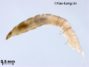  ( - HHLY184)  @11 [ ] CreativeCommons-Attribution Non-Commercial Share-Alike (2020) Xiaolong Lin Nankai University, College of Life Sciences