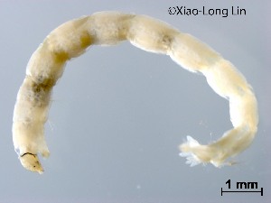  ( - HHLY58)  @11 [ ] CreativeCommons-Attribution Non-Commercial Share-Alike (2020) Xiaolong Lin Nankai University, College of Life Sciences