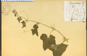  ( - 15277HIM)  @11 [ ] CreativeCommons - Attribution Non-Commercial Share-Alike (2012) University of Guelph, Canada OAC-BIO Herbarium