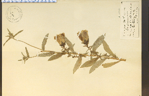  (Campanula medium - 15427HIM)  @11 [ ] CreativeCommons - Attribution Non-Commercial Share-Alike (2012) University of Guelph, Canada OAC-BIO Herbarium