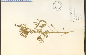  (Lupinus leucophyllus - 1520HIM)  @11 [ ] CreativeCommons - Attribution Non-Commercial Share-Alike (2012) University of Guelph, Canada OAC-BIO Herbarium