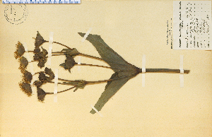  ( - 16104HIM)  @11 [ ] CreativeCommons - Attribution Non-Commercial Share-Alike (2012) University of Guelph, Canada OAC-BIO Herbarium