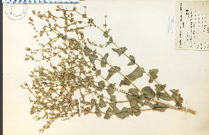  (Lactuca sativa - 16956HIM)  @11 [ ] CreativeCommons - Attribution Non-Commercial Share-Alike (2012) University of Guelph, Canada OAC-BIO Herbarium