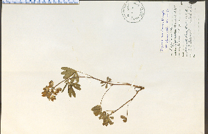  (Lupinus rivularis - 17122HIM)  @11 [ ] CreativeCommons - Attribution Non-Commercial Share-Alike (2012) University of Guelph, Canada OAC-BIO Herbarium