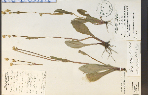  (Krigia biflora - 17758HIM)  @11 [ ] CreativeCommons - Attribution Non-Commercial Share-Alike (2012) University of Guelph, Canada OAC-BIO Herbarium