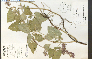  (Salvia verticillata - 18259HIM)  @11 [ ] CreativeCommons - Attribution Non-Commercial Share-Alike (2012) University of Guelph, Canada OAC-BIO Herbarium