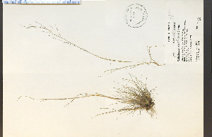  (Muhlenbergia uniflora - 18730HIM)  @11 [ ] CreativeCommons - Attribution Non-Commercial Share-Alike (2012) University of Guelph, Canada OAC-BIO Herbarium
