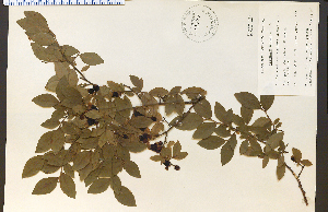  (Vaccinium corymbosum - 18777HIM)  @11 [ ] CreativeCommons - Attribution Non-Commercial Share-Alike (2012) University of Guelph, Canada OAC-BIO Herbarium
