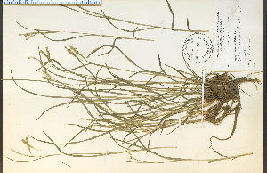  (Carex prasina - 19523HIM)  @11 [ ] CreativeCommons - Attribution Non-Commercial Share-Alike (2012) University of Guelph, Canada OAC-BIO Herbarium