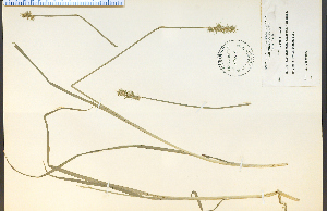  (Carex laevivaginata - 19526HIM)  @11 [ ] CreativeCommons - Attribution Non-Commercial Share-Alike (2012) University of Guelph, Canada OAC-BIO Herbarium