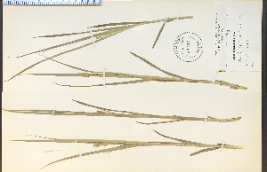  (Carex cephaloidea - 19538HIM)  @11 [ ] CreativeCommons - Attribution Non-Commercial Share-Alike (2012) University of Guelph, Canada OAC-BIO Herbarium