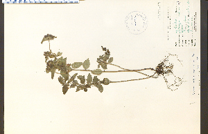  (Samolus - 20109HIM)  @11 [ ] CreativeCommons - Attribution Non-Commercial Share-Alike (2012) University of Guelph, Canada OAC-BIO Herbarium