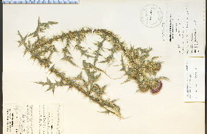  ( - 20549HIM)  @11 [ ] CreativeCommons - Attribution Non-Commercial Share-Alike (2012) University of Guelph, Canada OAC-BIO Herbarium