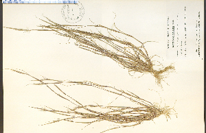  (Sporobolus neglectus - 21352HIM)  @11 [ ] CreativeCommons - Attribution Non-Commercial Share-Alike (2012) University of Guelph, Canada OAC-BIO Herbarium