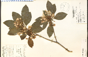  (Kalmia latifolia - 21761HIM)  @11 [ ] CreativeCommons - Attribution Non-Commercial Share-Alike (2012) University of Guelph, Canada OAC-BIO Herbarium
