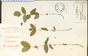  (Triadenum virginicum - 23462HIM)  @11 [ ] CreativeCommons - Attribution Non-Commercial Share-Alike (2012) University of Guelph, Canada OAC-BIO Herbarium
