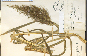  (Echinochloa walteri - 23929HIM)  @11 [ ] CreativeCommons - Attribution Non-Commercial Share-Alike (2012) University of Guelph, Canada OAC-BIO Herbarium