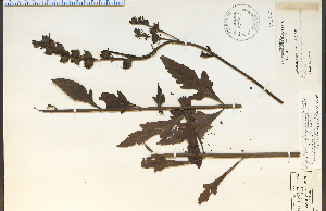  (Aureolaria virginica - 24147HIM)  @11 [ ] CreativeCommons - Attribution Non-Commercial Share-Alike (2012) University of Guelph, Canada OAC-BIO Herbarium