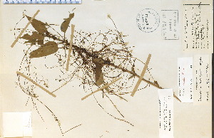  (Cuscuta coryli - 25593HIM)  @11 [ ] CreativeCommons - Attribution Non-Commercial Share-Alike (2012) University of Guelph, Canada OAC-BIO Herbarium