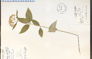  (Asclepias quadrifolia - 26602HIM)  @13 [ ] CreativeCommons - Attribution Non-Commercial Share-Alike (2012) University of Guelph, Canada OAC-BIO Herbarium