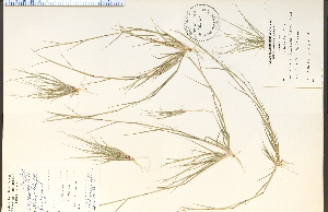 ( - 26627HIM)  @11 [ ] CreativeCommons - Attribution Non-Commercial Share-Alike (2012) University of Guelph, Canada OAC-BIO Herbarium