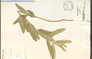  (Asclepias viridiflora - 26841HIM)  @13 [ ] CreativeCommons - Attribution Non-Commercial Share-Alike (2012) University of Guelph, Canada OAC-BIO Herbarium
