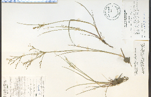  (Juncus brachycephalus - 27166HIM)  @11 [ ] CreativeCommons - Attribution Non-Commercial Share-Alike (2012) University of Guelph, Canada OAC-BIO Herbarium