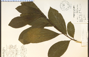 (Asimina triloba - 27670HIM)  @11 [ ] CreativeCommons - Attribution Non-Commercial Share-Alike (2012) University of Guelph, Canada OAC-BIO Herbarium