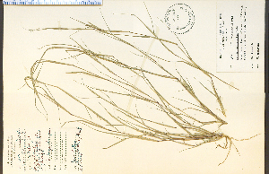  ( - 2673HIM)  @11 [ ] CreativeCommons - Attribution Non-Commercial Share-Alike (2012) University of Guelph, Canada OAC-BIO Herbarium