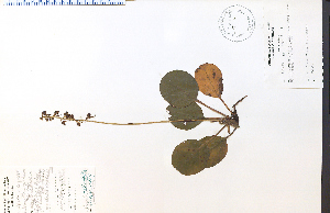  (Pyrola americana - 28170HIM)  @11 [ ] CreativeCommons - Attribution Non-Commercial Share-Alike (2012) University of Guelph, Canada OAC-BIO Herbarium