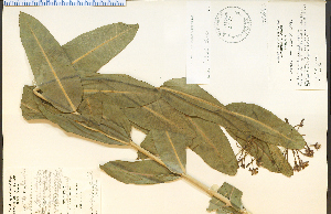  (Asclepias sullivantii - 28247HIM)  @13 [ ] CreativeCommons - Attribution Non-Commercial Share-Alike (2012) University of Guelph, Canada OAC-BIO Herbarium