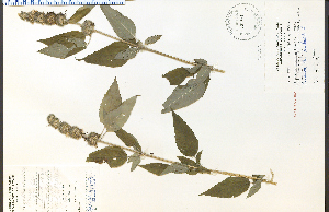  (Blephilia hirsuta - 28466HIM)  @11 [ ] CreativeCommons - Attribution Non-Commercial Share-Alike (2012) University of Guelph, Canada OAC-BIO Herbarium