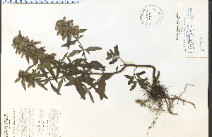  (Monarda punctata - 28506HIM)  @11 [ ] CreativeCommons - Attribution Non-Commercial Share-Alike (2012) University of Guelph, Canada OAC-BIO Herbarium