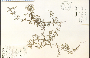  (Galium obtusum - 28590HIM)  @11 [ ] CreativeCommons - Attribution Non-Commercial Share-Alike (2012) University of Guelph, Canada OAC-BIO Herbarium