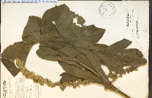  (Verbascum phlomoides - 28660HIM)  @11 [ ] CreativeCommons - Attribution Non-Commercial Share-Alike (2012) University of Guelph, Canada OAC-BIO Herbarium