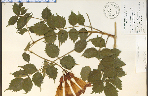  ( - 29439HIM)  @11 [ ] CreativeCommons - Attribution Non-Commercial Share-Alike (2012) University of Guelph, Canada OAC-BIO Herbarium