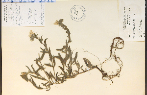  ( - 30118HIM)  @11 [ ] CreativeCommons - Attribution Non-Commercial Share-Alike (2012) University of Guelph, Canada OAC-BIO Herbarium