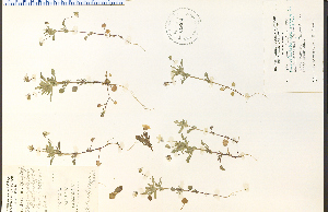  (Viola kitaibeliana - 30604HIM)  @11 [ ] CreativeCommons - Attribution Non-Commercial Share-Alike (2012) University of Guelph, Canada OAC-BIO Herbarium