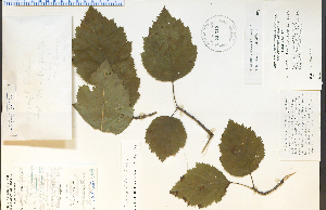  (Crataegus submollis - 30612HIM)  @11 [ ] CreativeCommons - Attribution Non-Commercial Share-Alike (2012) University of Guelph, Canada OAC-BIO Herbarium