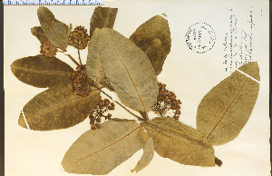  (Frasera - 31120HIM)  @11 [ ] CreativeCommons - Attribution Non-Commercial Share-Alike (2012) University of Guelph, Canada OAC-BIO Herbarium