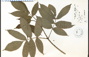  ( - 32690HIM)  @11 [ ] CreativeCommons - Attribution Non-Commercial Share-Alike (2012) University of Guelph, Canada OAC-BIO Herbarium