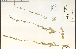  (Lobelia spicata - 32762HIM)  @11 [ ] CreativeCommons - Attribution Non-Commercial Share-Alike (2012) University of Guelph, Canada OAC-BIO Herbarium