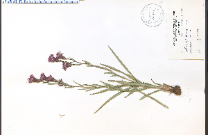  (Liatris cylindracea - 33014HIM)  @11 [ ] CreativeCommons - Attribution Non-Commercial Share-Alike (2012) University of Guelph, Canada OAC-BIO Herbarium