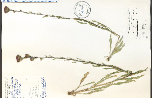  (Liatris ligulistylis - 33240HIM)  @11 [ ] CreativeCommons - Attribution Non-Commercial Share-Alike (2012) University of Guelph, Canada OAC-BIO Herbarium